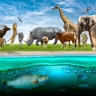 Flight ticket booking services in Tuticorin for Africa tours